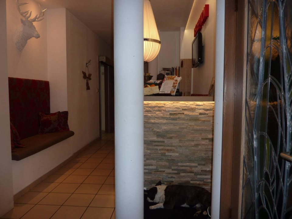 ... gemütlicher Mops in der Lobby  Hotel Böhler's Landgasthaus