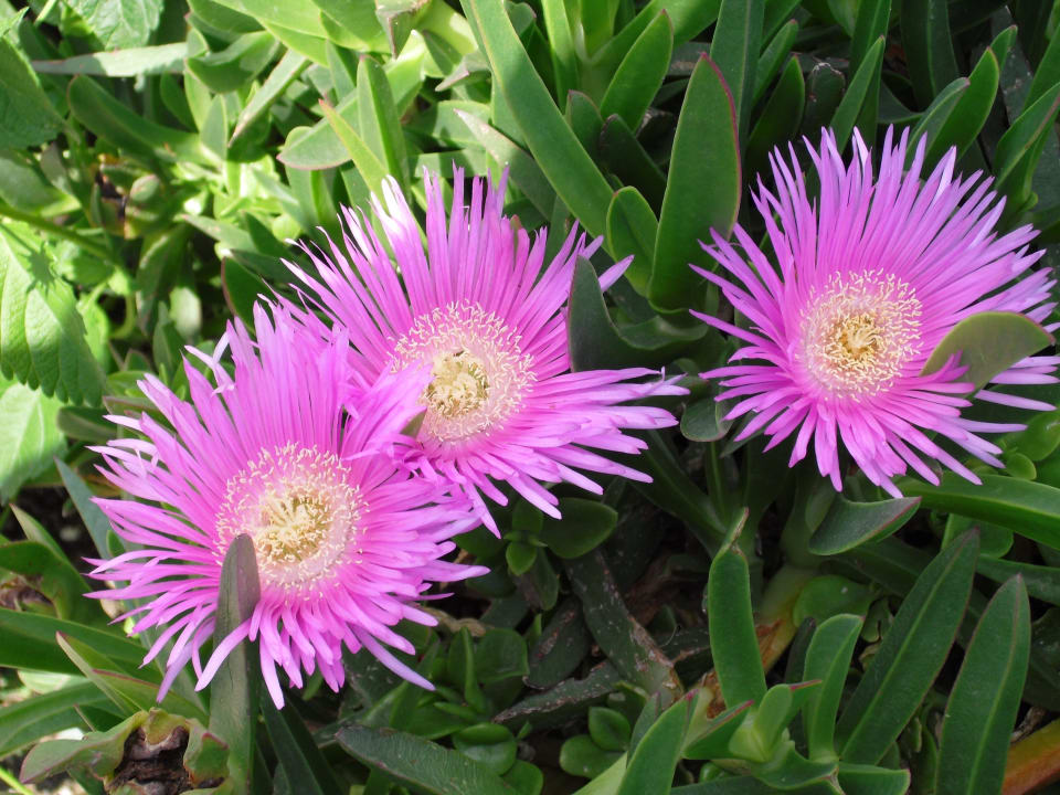 Und wieder Blumen Kırbıyık Resort Hotel - Alanya