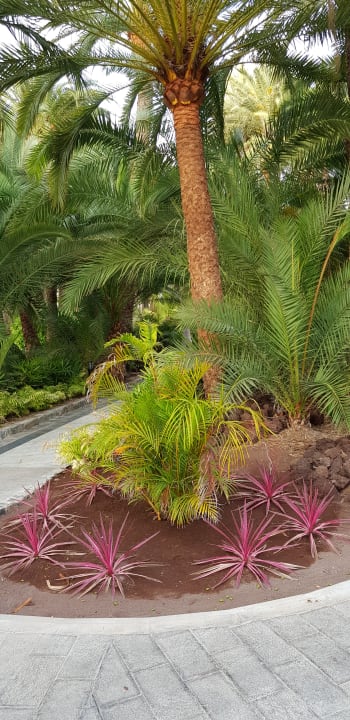 Gartenanlage Hotel Riu Palace Oasis