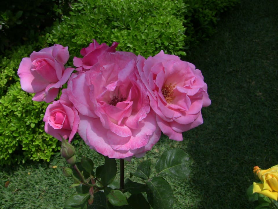 Rosen in der Hotelanlage Hotel Orfeus Park