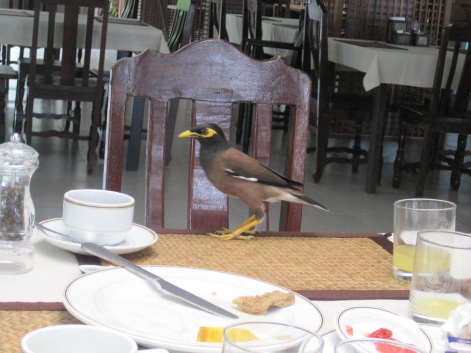 Frecher Vogel beim Frühstück Hotel Lanta Sand Resort & Spa