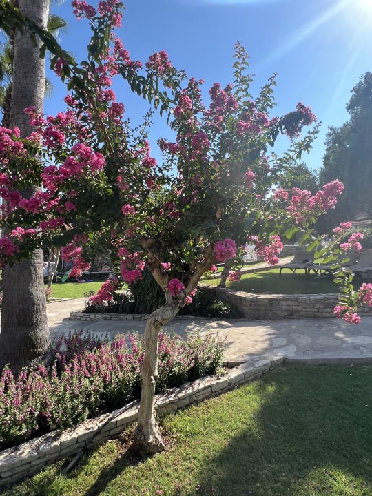 Gartenanlage Arum Barut Collection