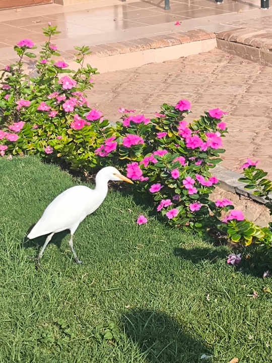 Gartenanlage Imperial Shams Abu Soma