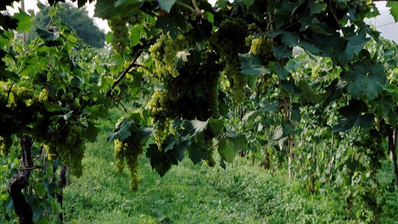 Üppige Wein- und Olivenhaine im Umfeld Boffenigo - The Golden Hour