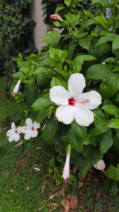 Garten Labranda Alantur Resort