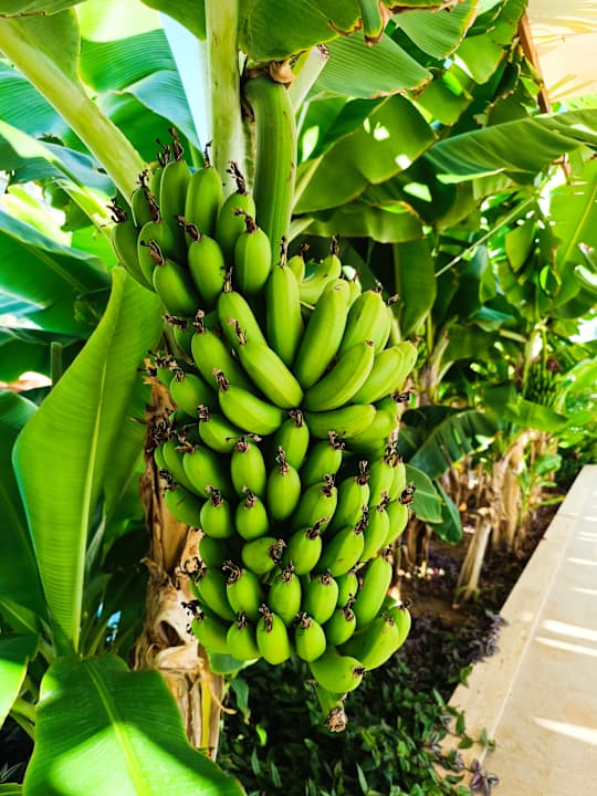 Gartenanlage Süral Saray Hotel