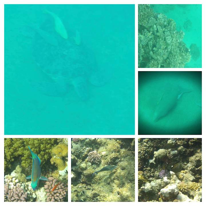 Sport & Freizeit JAZ Neo Reef Marsa