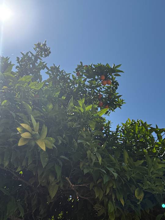 Gartenanlage Club Dizalya
