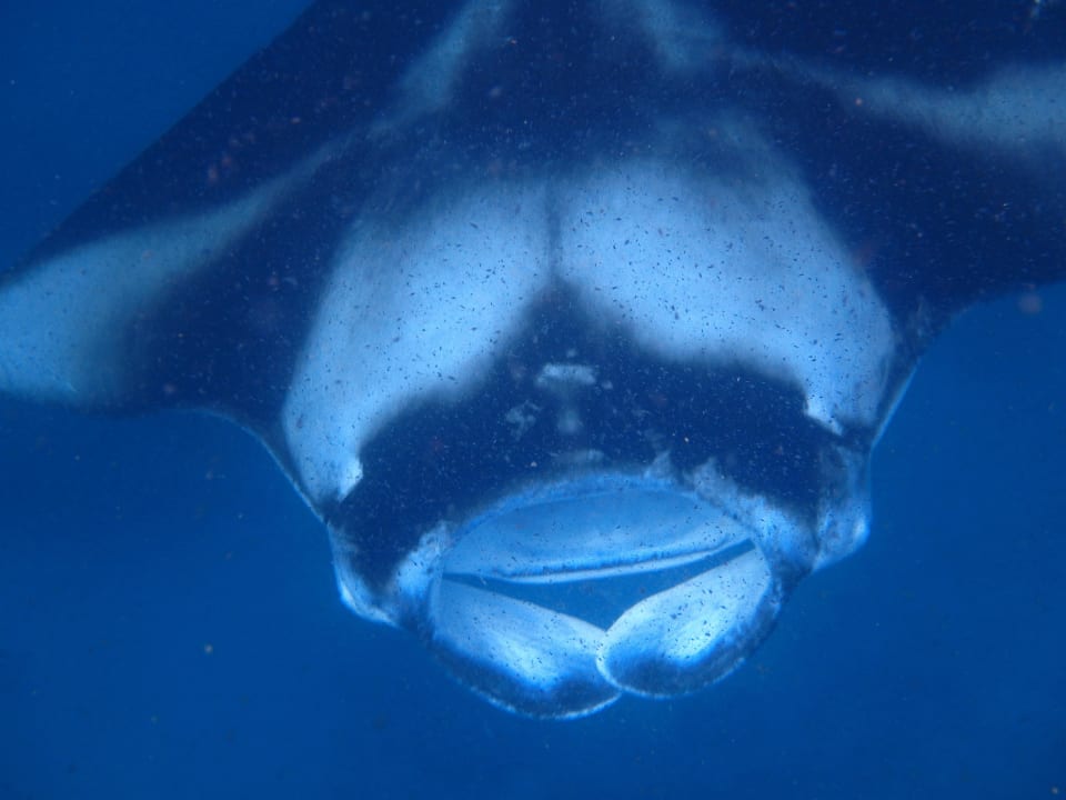Manta Fihalhohi Maldives