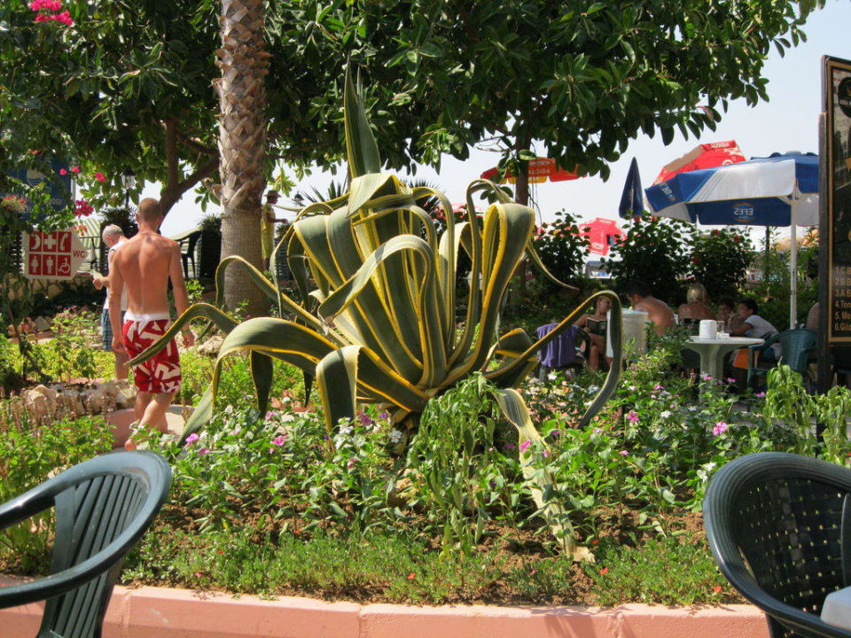 Просто кактус Aska Hotel Just in Beach