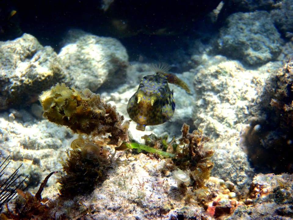 Kofferfisch Hotel Papillon Lagoon Reef