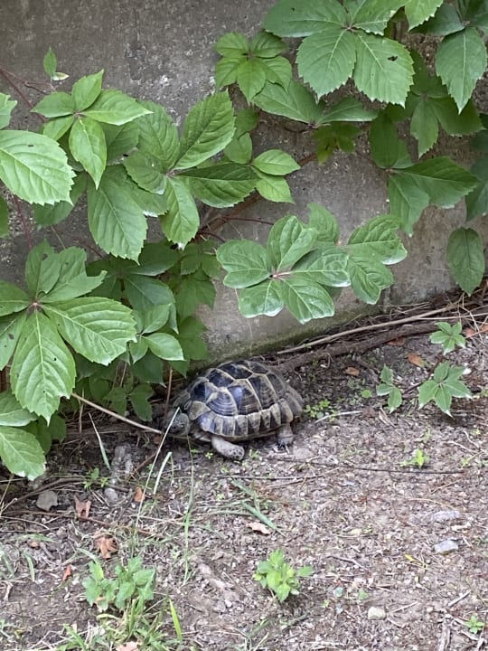 Gartenanlage Sunis Elita Beach Resort & Spa