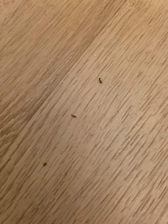 Zimmer blau punta reina