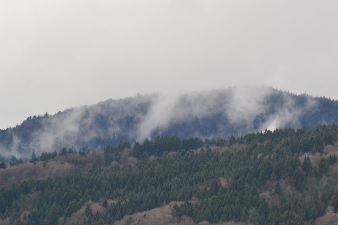 Der Blick auf den Wald Thula Wellnesshotel Bayerischer Wald