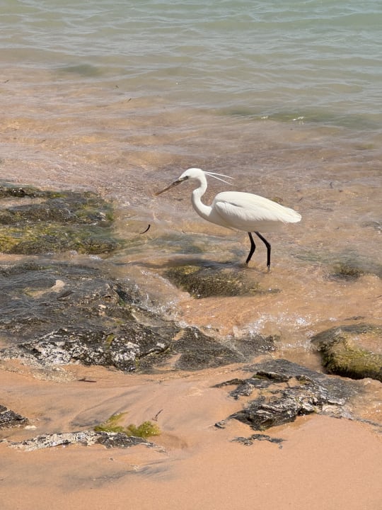 Strand Pickalbatros Palace Resort