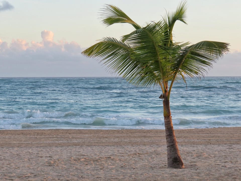 Palme allein Paradisus Punta Cana Resort (Im Umbau/Renovierung)