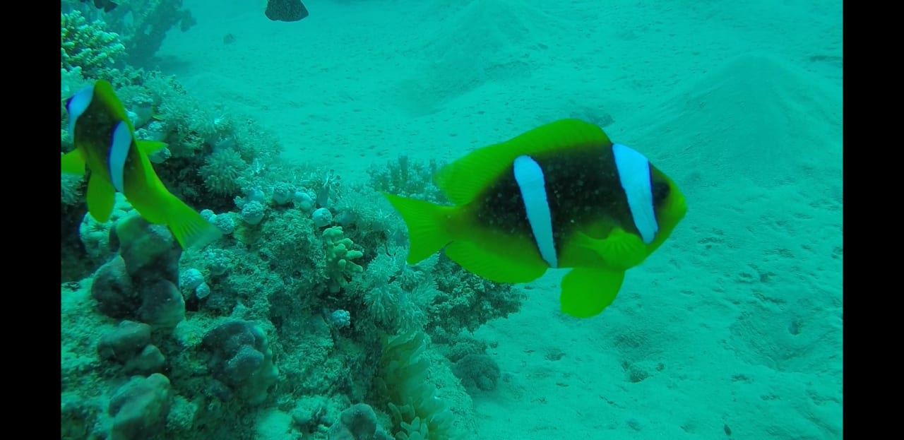 Strand Cleopatra Luxury Resort Makadi Bay