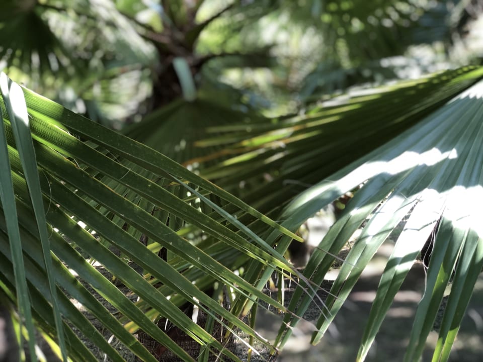 Gartenanlage Seaden Sea World Resort & Spa