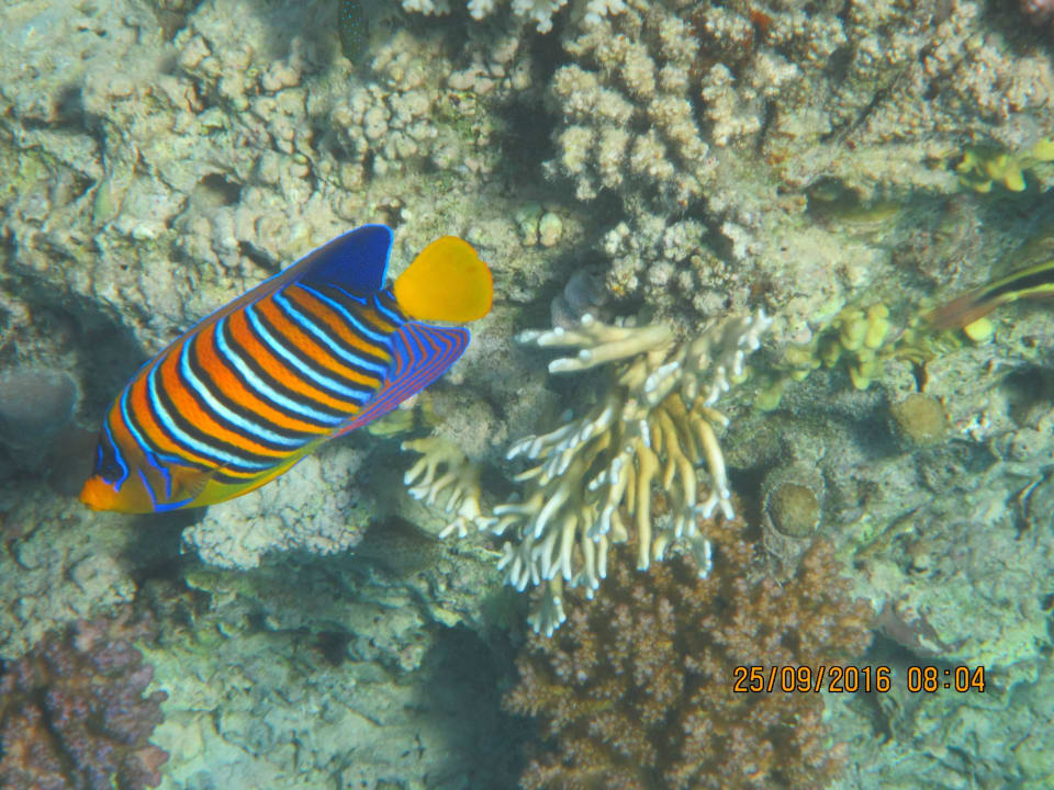 Intaktes Riff Pickalbatros Oasis Hotel - Port Ghalib