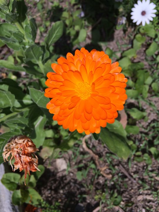 Gartenanlage Apollonia Beach Resort & Spa