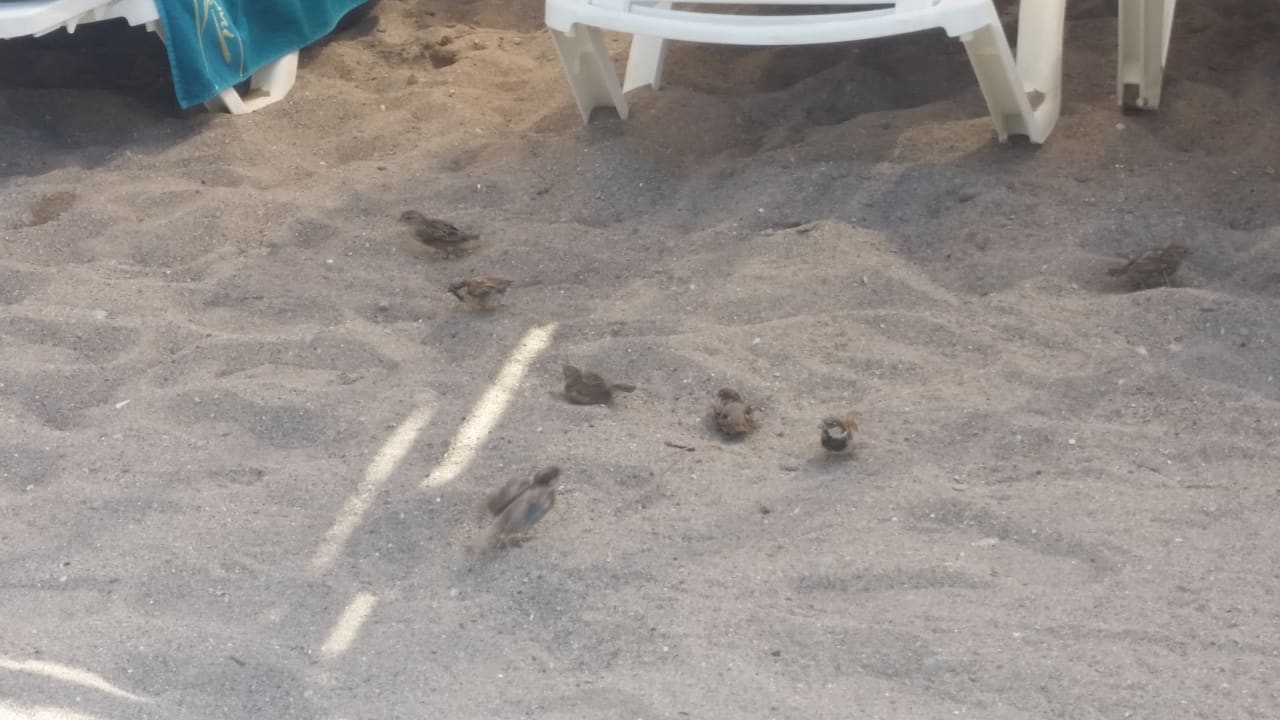 Strand Arycanda Kirman Premium