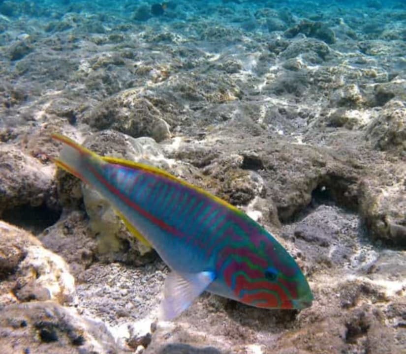 Strand Makadi Spa - Adults only