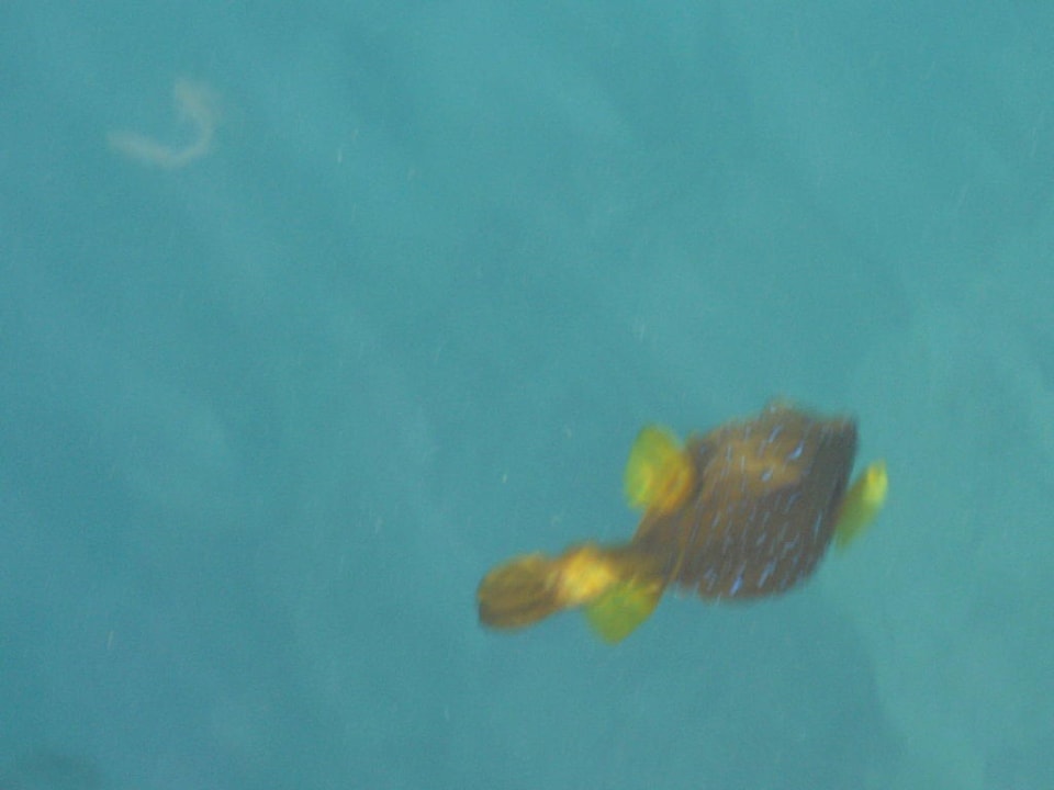 Ein Kugelfisch im Roten Meer The Grand Hotel Hurghada