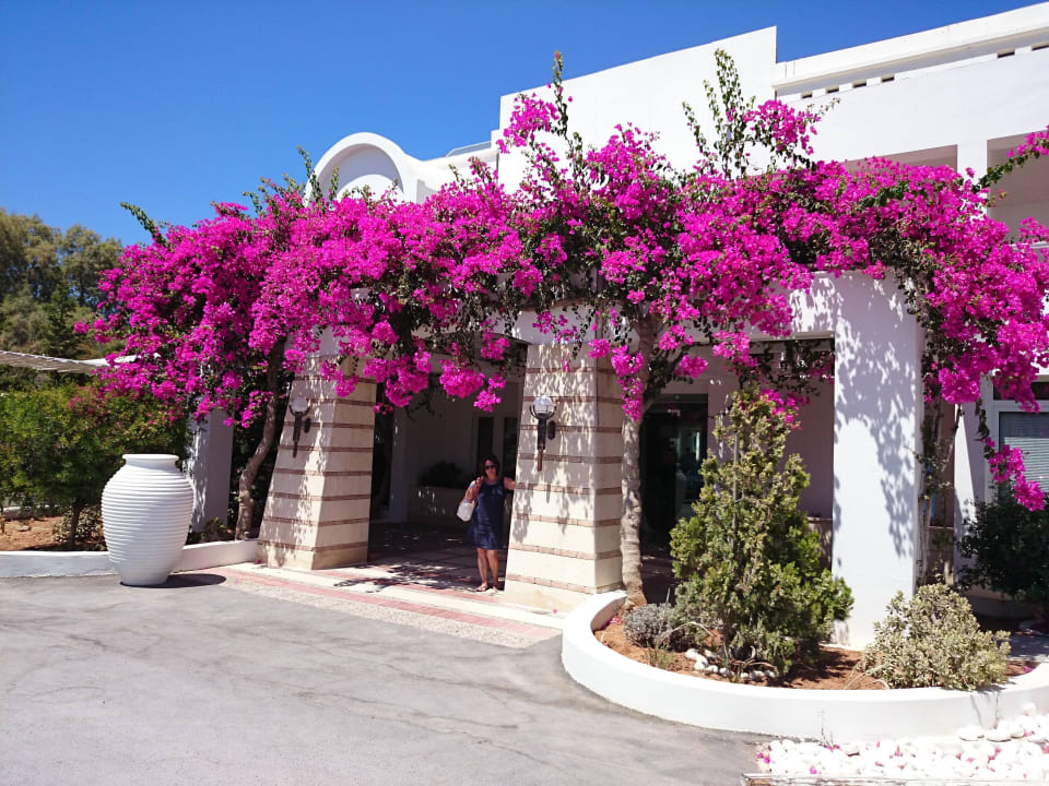 Bougainvilleas umranken den Eingang Knossos Beach Bungalows Suites Resort & Spa