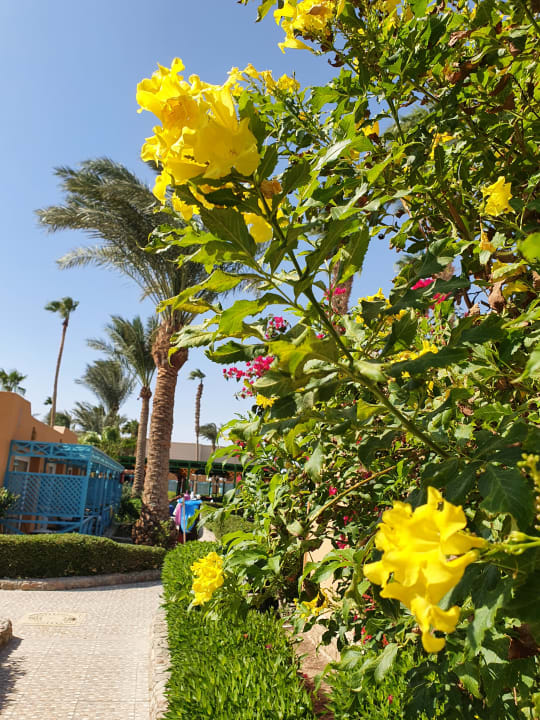 Gartenanlage Giftun Azur Resort