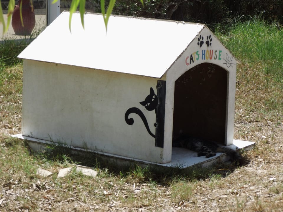 Katzenhaus Hotel El Mouradi Djerba Menzel