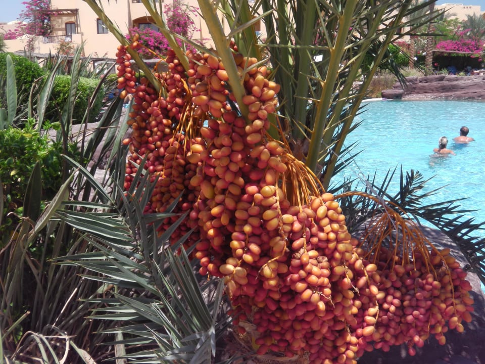 Dattelpalme...lecker Steigenberger Coraya Beach - Adults only