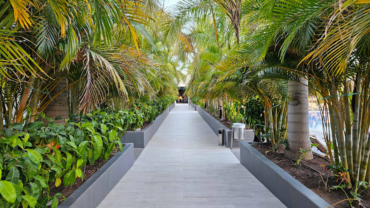 Gartenanlage Hotel Riu Palace Palmeras