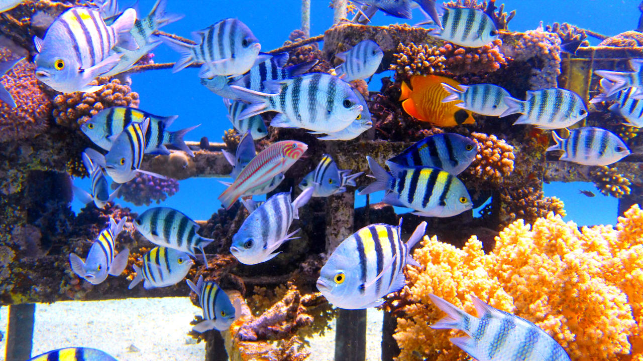 Sport & Freizeit Mövenpick Resort El Quseir