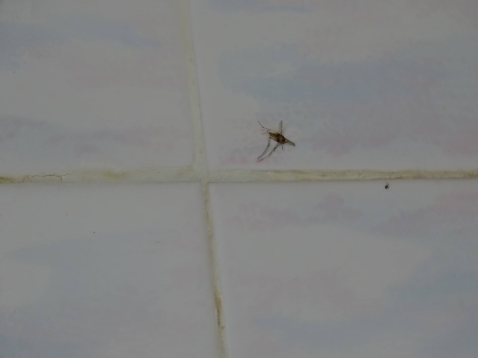 Diese Gelse klebte eine Woche im Bad Irene Palace Beach Resort Club alltoura