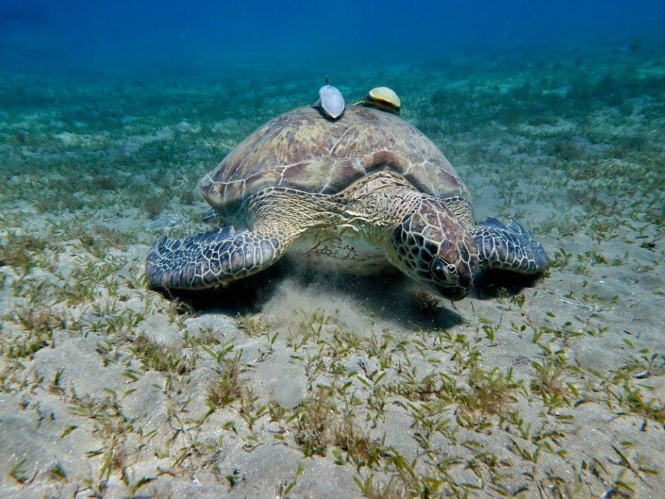 Meeresschildkröte Malikia Resort Abu Dabbab