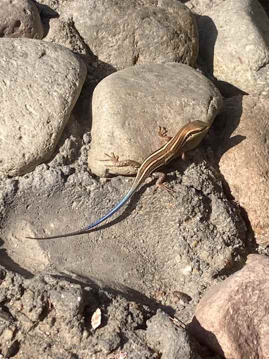 Gartenanlage Pharaoh Azur Resort