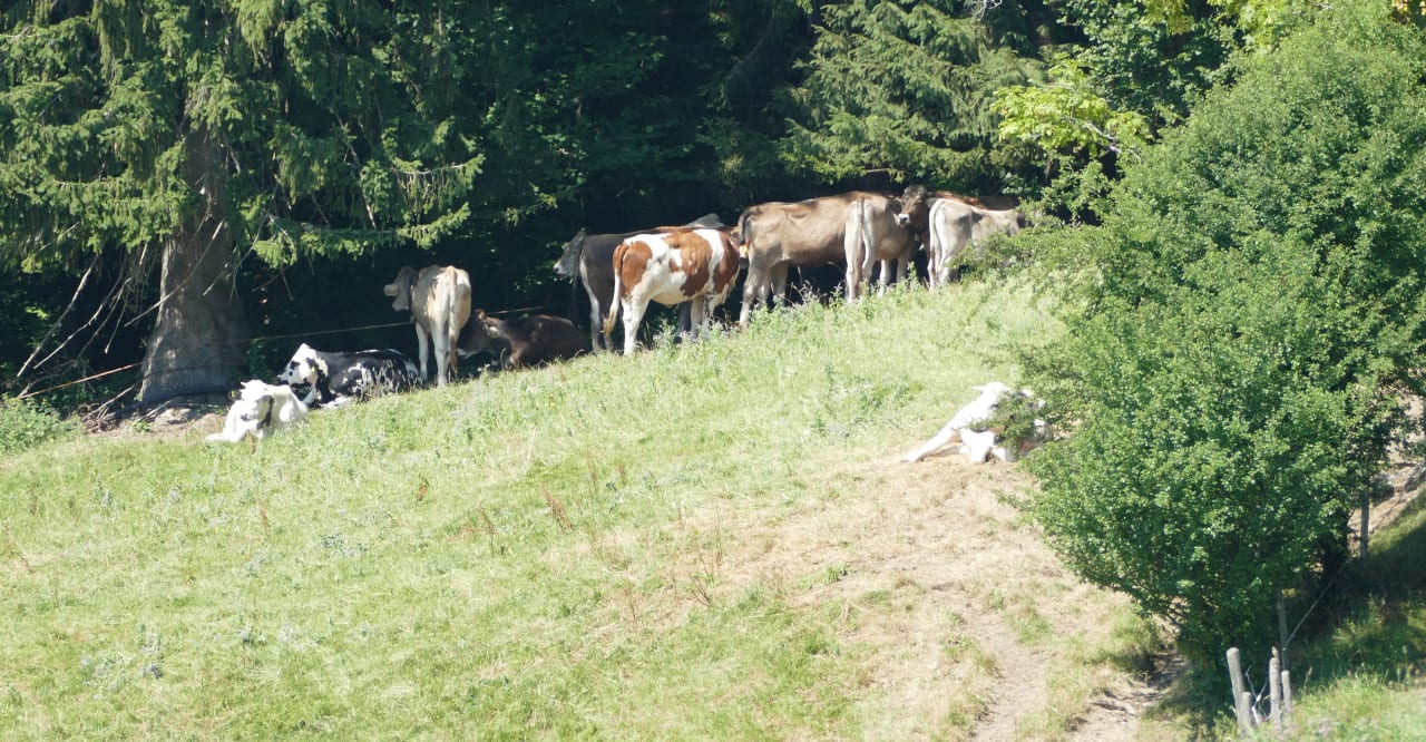 Ausblick Bergkristall - Mein Resort im Allgäu