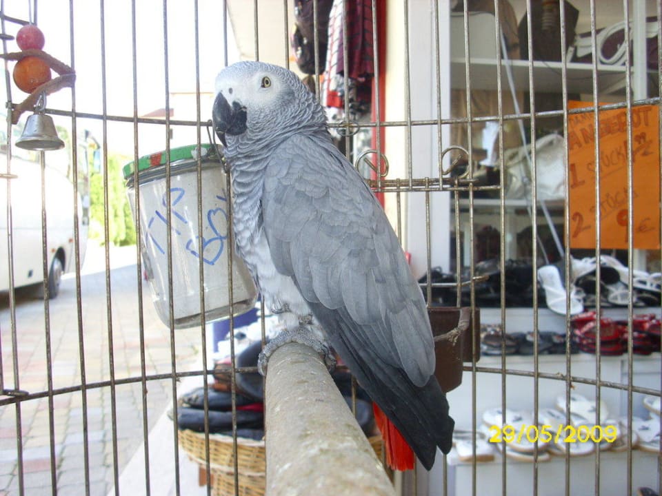 Der sprechende Papagei  Hotel Orfeus Park