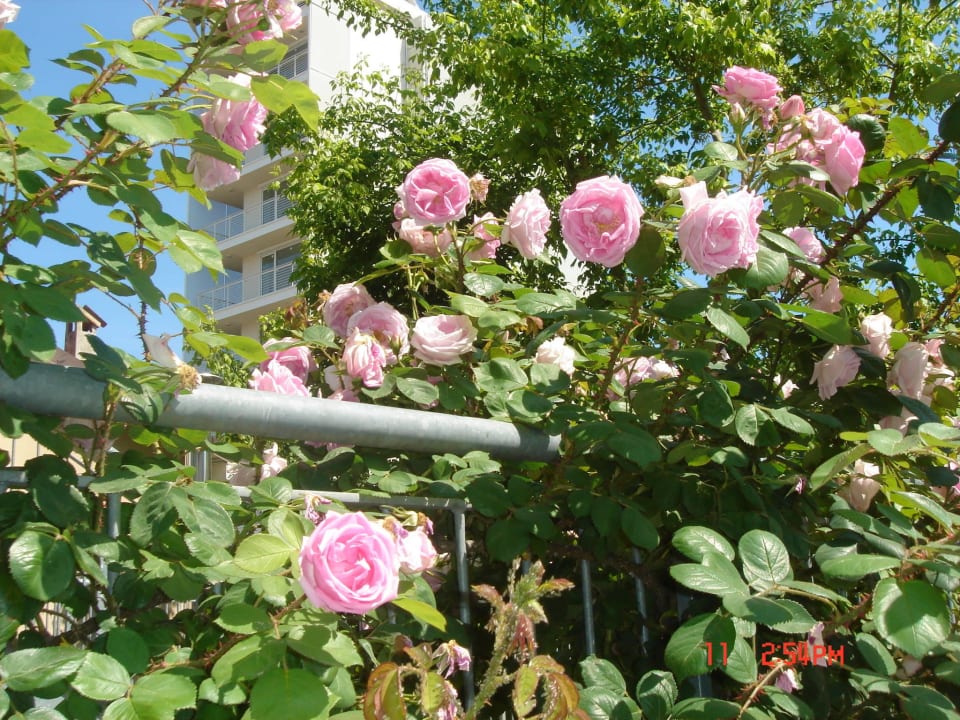 Il rosaio profumato Hotel Da Giovanna