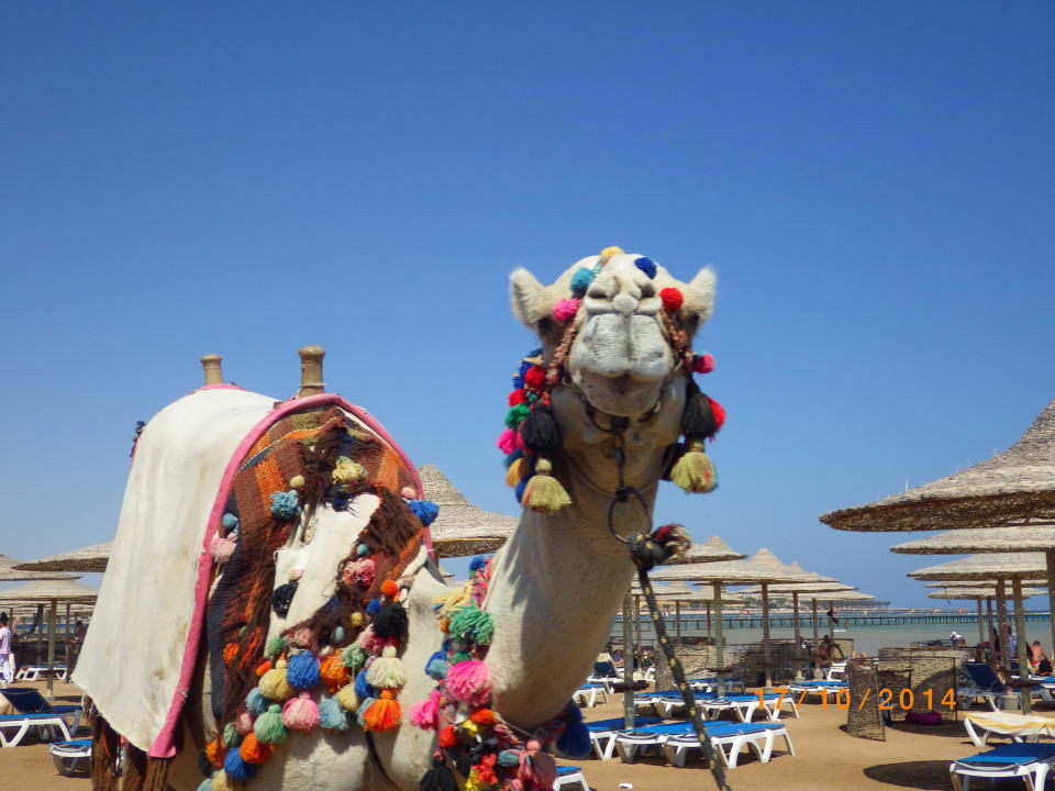 Hotel Stella Makadi Gardens Stella Garden Resort & Spa, Makadi Bay