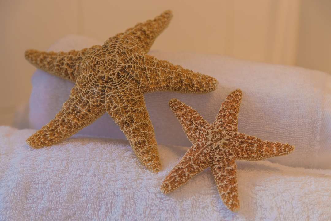 Zimmer El Nido Alaro