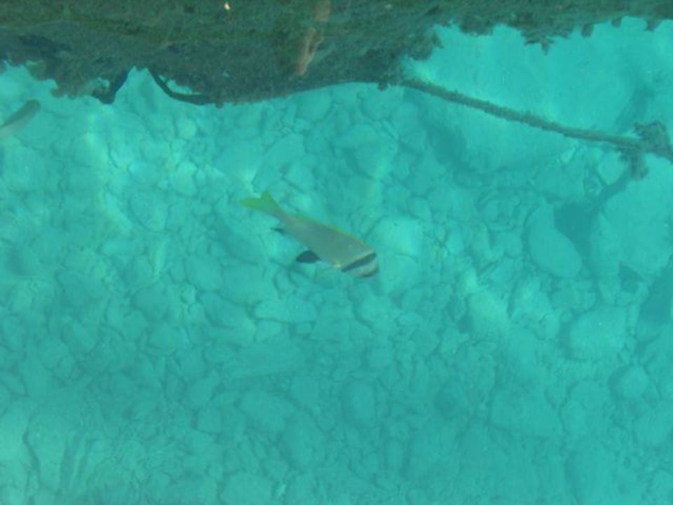 Fische gibts am Strandbereich The Grand Hotel Hurghada