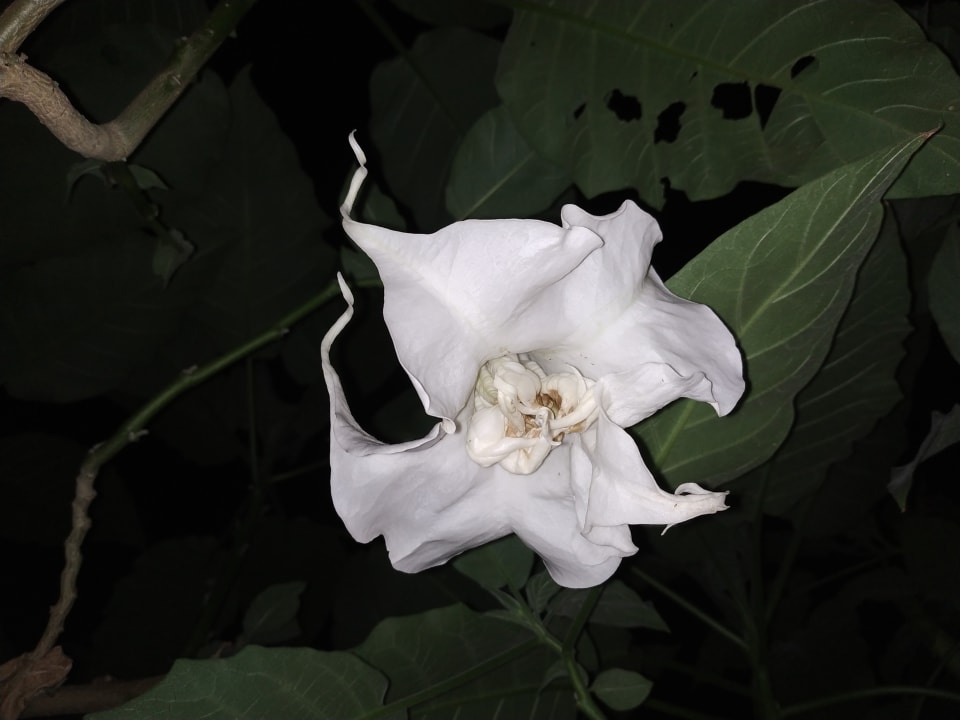 Gartenanlage Club Sidelya Hotel