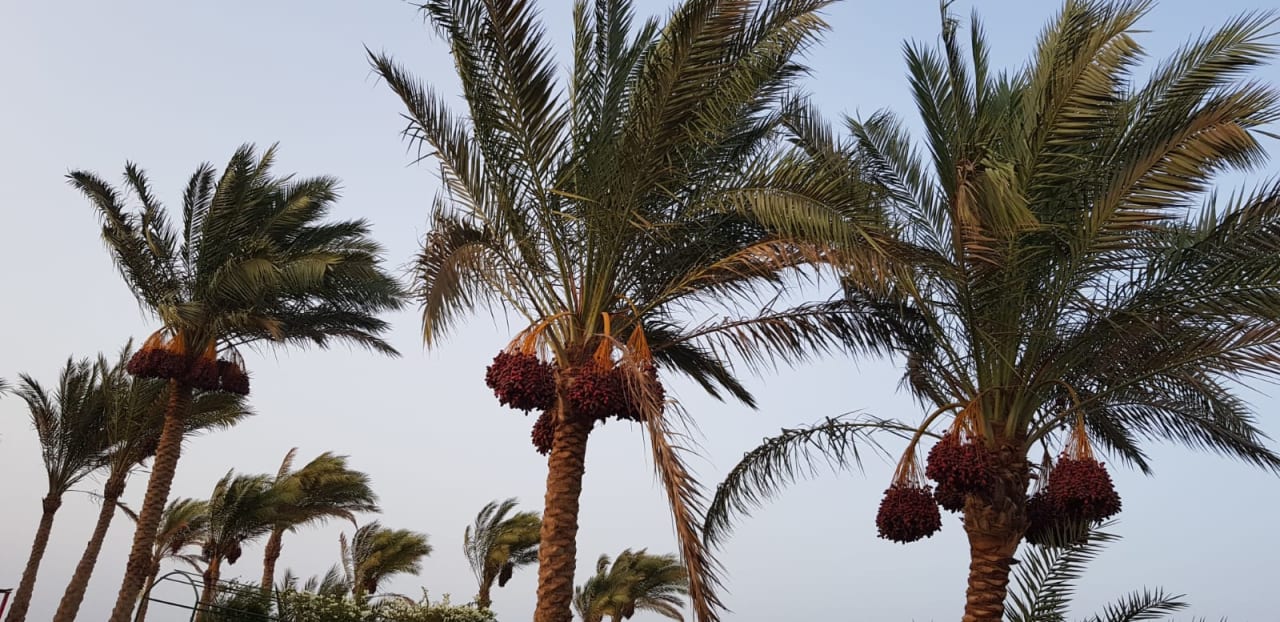 Gartenanlage Hurghada Long Beach Resort