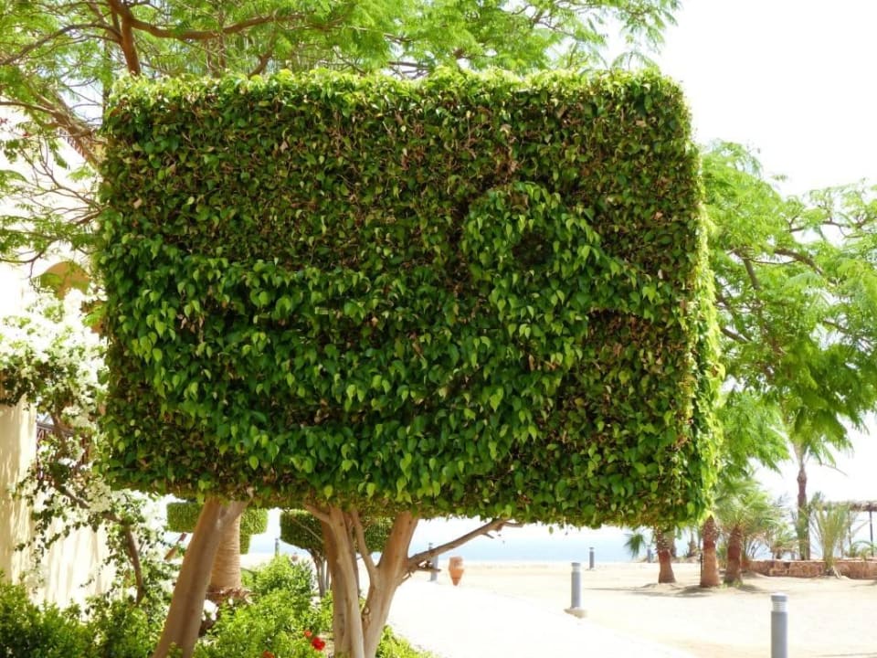 Garten Steigenberger Coraya Beach - Adults only