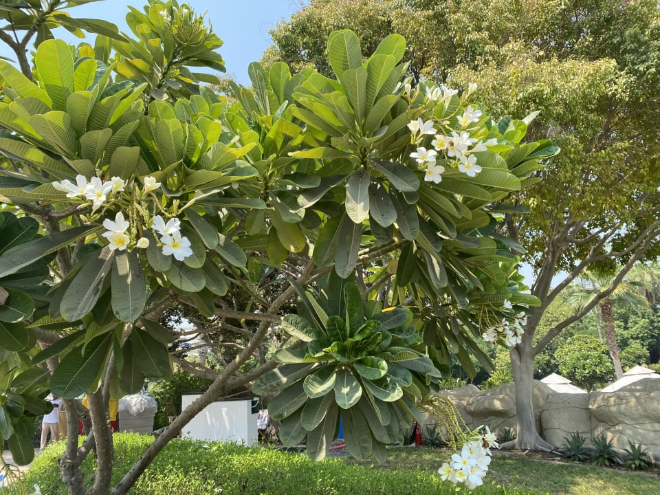 Gartenanlage Grand Hyatt Dubai