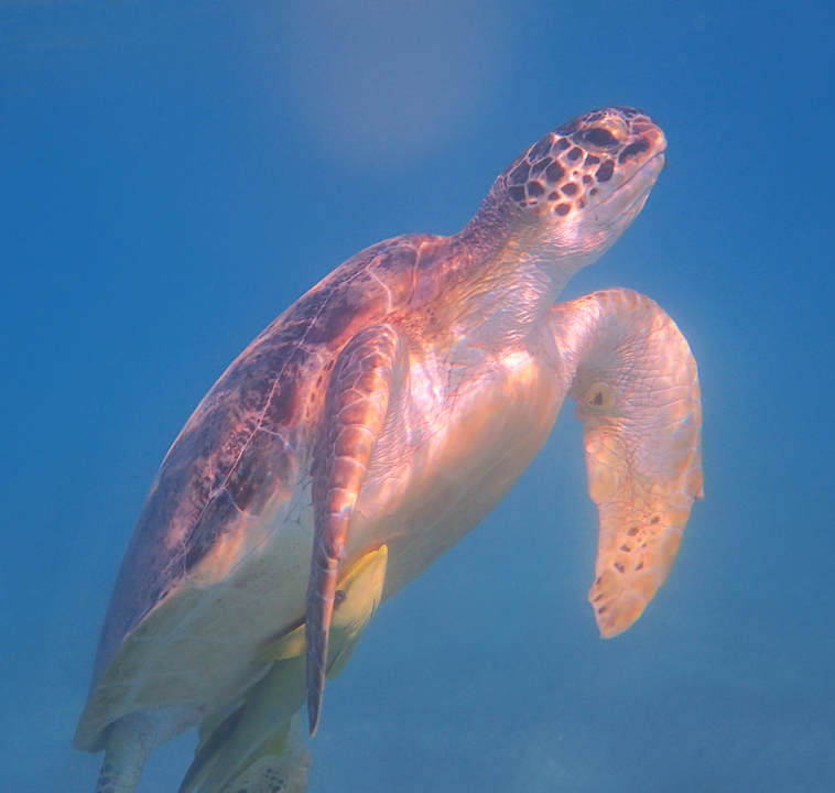 Sport & Freizeit Shams Alam Beach Resort