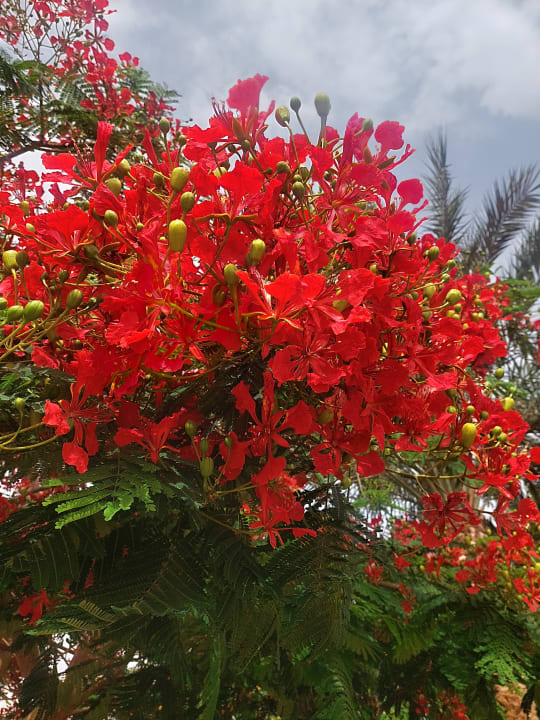 Gartenanlage Desert Rose