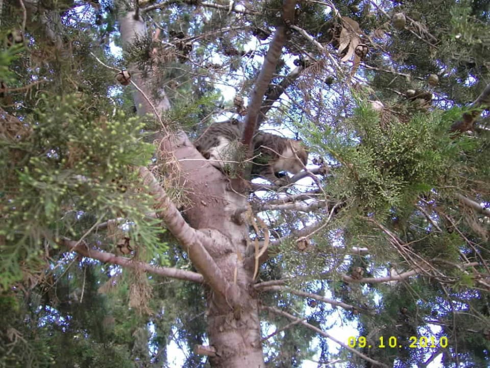 Die Katze auf dem Baum! Green Max Hotel