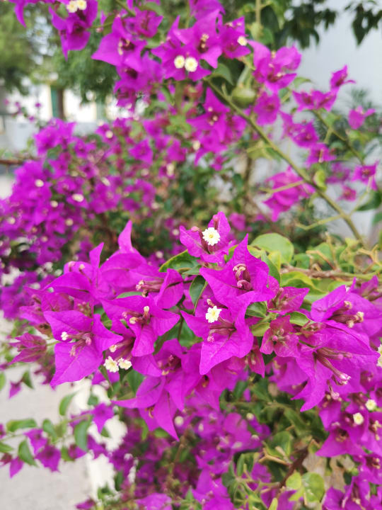 Garten TUI SUNEO Chrissi Amoudia